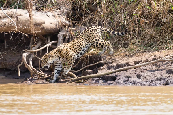 Jaguar uit Pantanal, Brazilië — Stockfoto