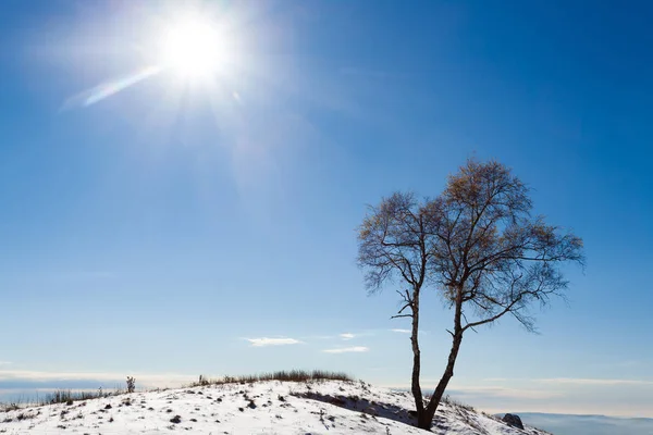 Árvore de paciência com sol. Temporada de Inverno . — Fotografia de Stock