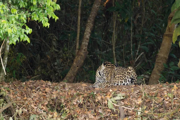 Jaguar-ból Pantanal, Brazília — Stock Fotó