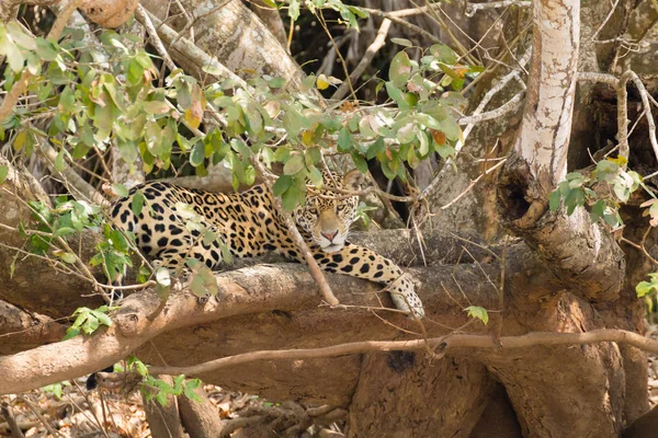 Jaguar de Pantanal, Brésil — Photo