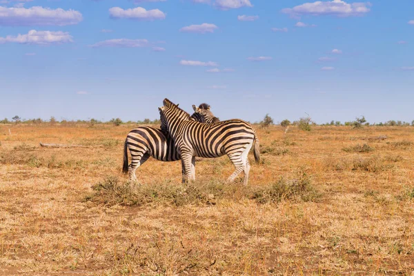 Casal de zebras do Parque Nacional Kruger, equus quagga — Fotografia de Stock
