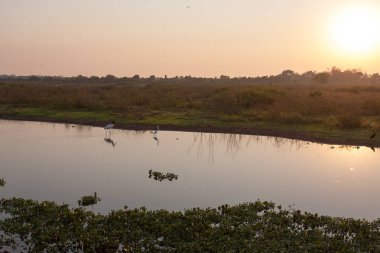 Güzel Pantanal manzara, Güney Amerika, Brezilya