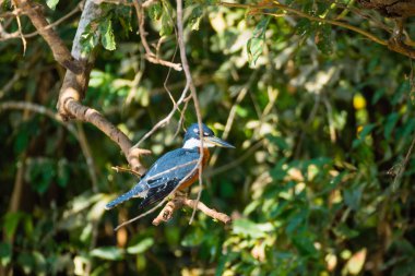 Pantanal, Brezilya niteliğine halkalı arası kingfisher
