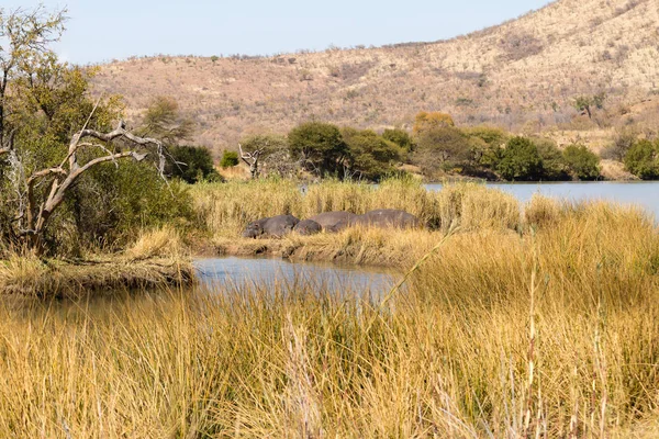 Стадо спящих бегемотов, Национальный парк Пиланесберг, ЮАР — стоковое фото