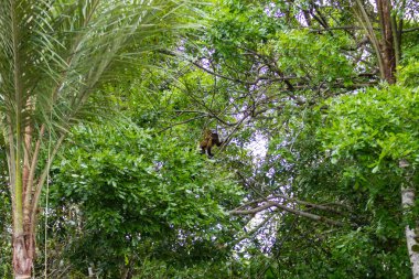 Püsküllü capuchin maymunu Pantanal, Brezilya niteliğine