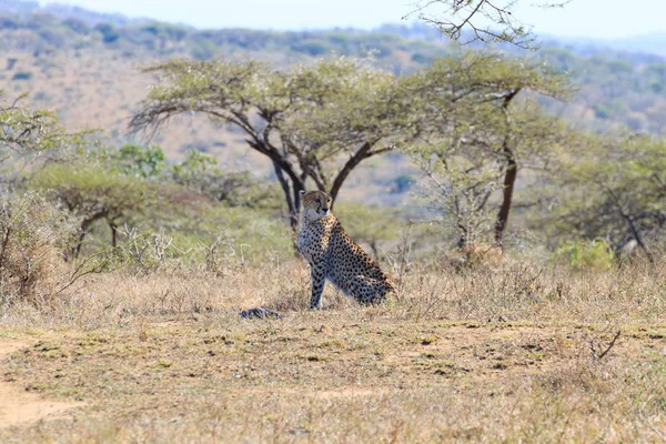 Gepard zblízka z Jižní Afriky — Stock fotografie