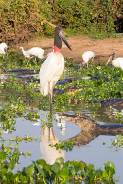 Jabiru stork bird on the nature in Pantanal clipart