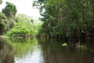 Panorama Amazon yağmur ormanları, Brezilyalı sulak bölge üzerinden.