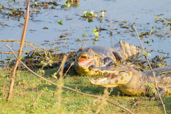 Caiman which heats up in the morning sun. — Stock Photo, Image
