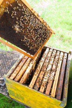 Açık kovan, arıcılık