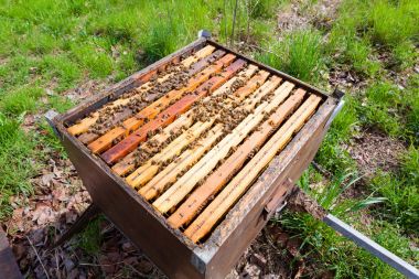 Açık kovan, arıcılık