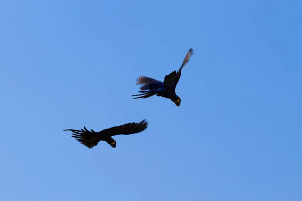 Pareja de guacamayo jacinto, vida silvestre brasileña —  Fotos de Stock