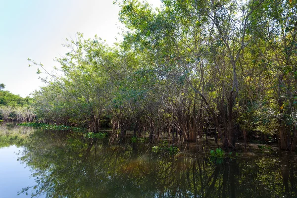 Panorama de Pantanal, región húmeda brasileña . — Foto de Stock