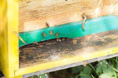 Arı kovanında girin polen ile