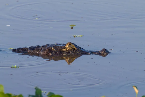 Caiman floating on Pantanal, Brazil — Stock Photo, Image