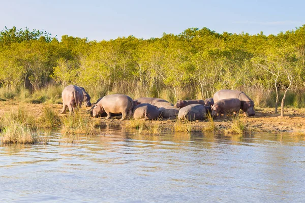 Manada de hipopótamos durmiendo, Isimangaliso Wetland Park, Sudáfrica — Foto de Stock