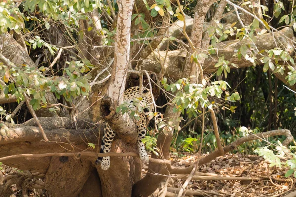 Pantanal, 브라질에서 재규어 — 스톡 사진