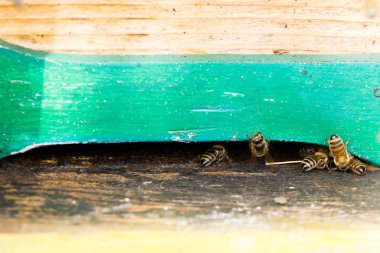 Arı kovanında girin polen ile