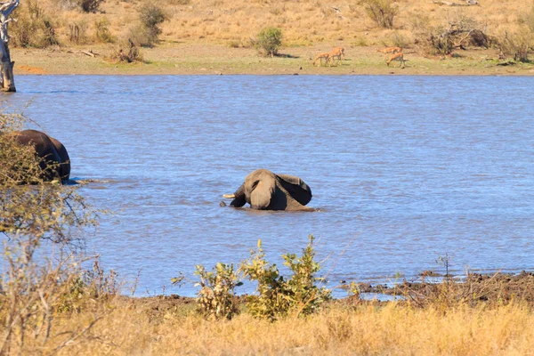 Slon od národního parku Kruger, Loxodonta africana — Stock fotografie