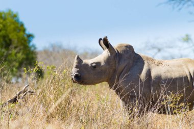 Isolated puppy rhinoceros, South Africa clipart