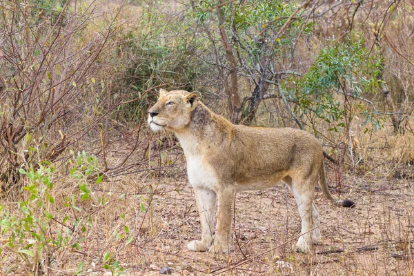 Leone del Parco Nazionale di Kruger, Sud Africa — Foto Stock