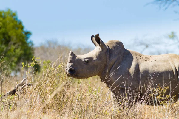 고립 된 강아지 코뿔소, 남아 프리 카 공화국 — 스톡 사진