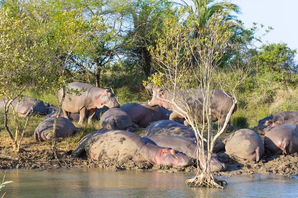 Manada de hipopótamos durmiendo, Isimangaliso Wetland Park, Sudáfrica — Foto de Stock