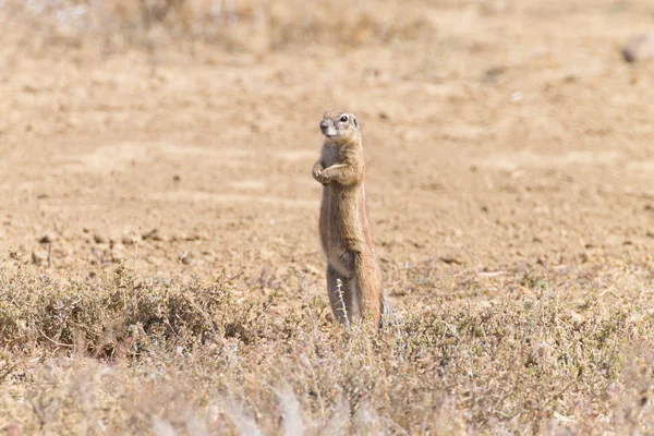 Ardilla de pie en el Cabo, Sudáfrica — Foto de Stock