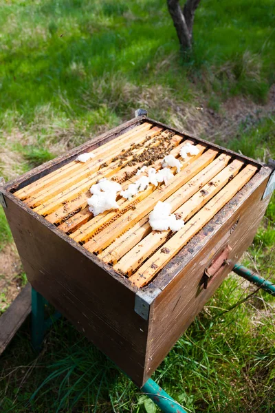 Colmena abierta, apicultura —  Fotos de Stock