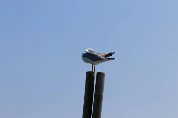 Pescărușul în picioare pe palisadă — Fotografie, imagine de stoc