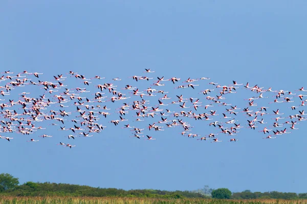 Nyáj rózsaszín flamingók. Po folyó lagoon — Stock Fotó