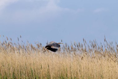 Mor heron kapatın. Po Nehri lagoon