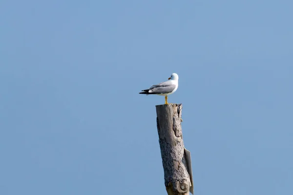 Mouette debout sur la palissade — Photo