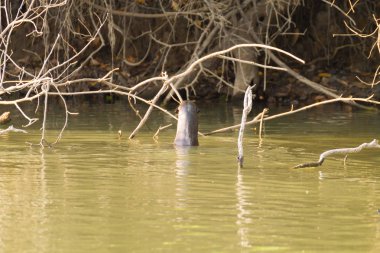 Pantanal, Brezilya'dan dev su samuru