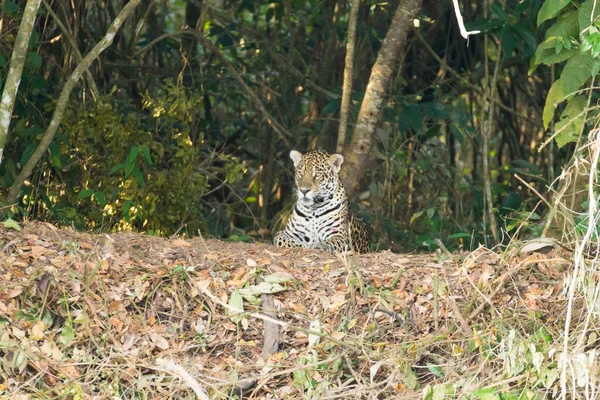 Jaguar de Pantanal, Brazil — Foto de Stock
