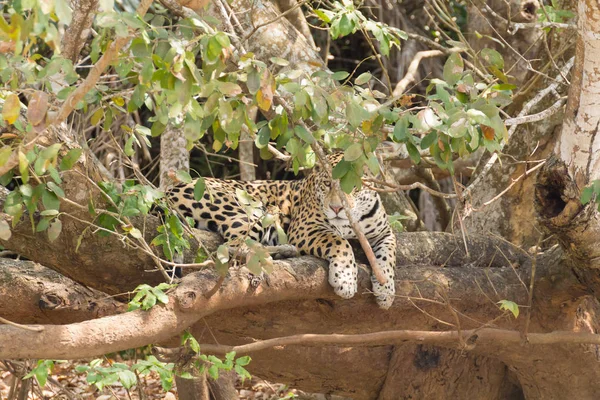 Pantanal, 브라질에서 재규어 — 스톡 사진