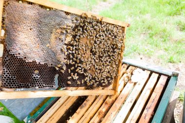 Açık kovan, arıcılık