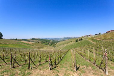 Langhe, İtalyan tarım gelen üzüm bağları ile manzara