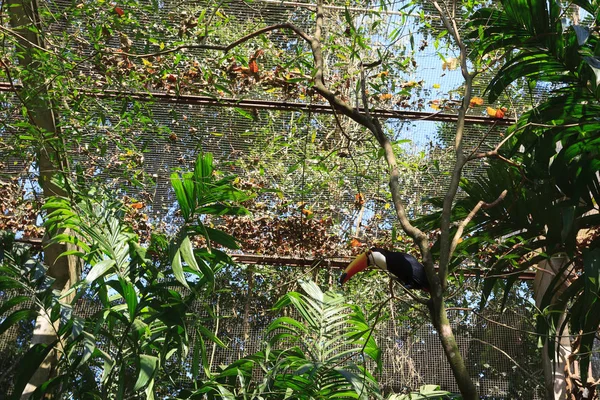 Oiseau toucan sur la nature à Foz do Iguazu, Brésil — Photo