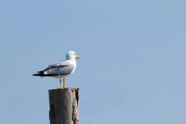 Gaivota em pé na paliçada — Fotografia de Stock