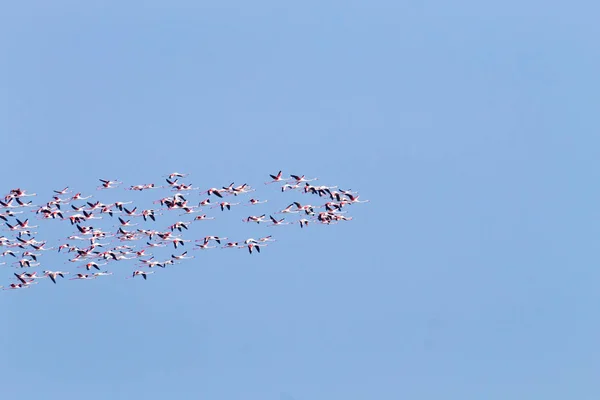 Nyáj rózsaszín flamingók. Po folyó lagoon — Stock Fotó