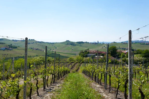 Krajobraz z winnic z Langhe, włoski rolnictwa — Zdjęcie stockowe