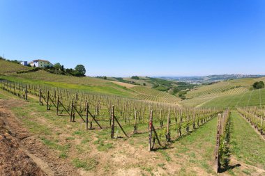 Langhe, İtalyan tarım gelen üzüm bağları ile manzara