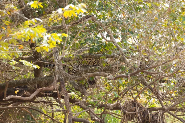 巴西潘塔纳尔湿地，的捷豹 — 图库照片
