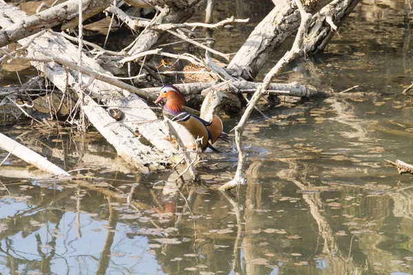 Mandarin ördeği Sile Nehri, İtalya yakın çekim