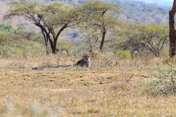 Cheetah de perto da África do Sul — Fotografia de Stock