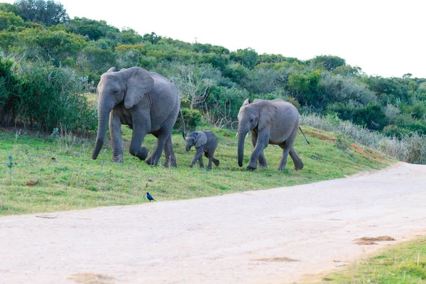 Elefantenfamilie aus Südafrika — Stockfoto