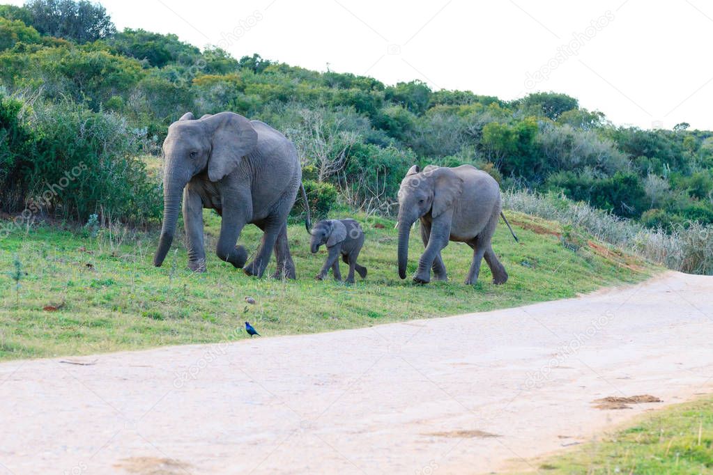 Family of elephants from South Africa