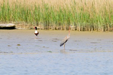 Mor heron kapatın. Po Nehri lagoon