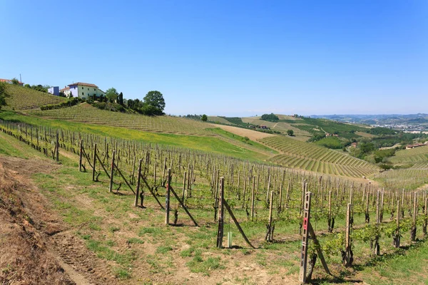 Paisaje con viñedos de Langhe, agricultura italiana — Foto de Stock